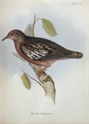 Zenaida Galapagoensis, illustration from The Zoology of the Voyage of H.M.S. Beagle, 1832-36 by Charles Darwin, 1840